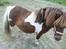 Lady - tidligere pony :) 