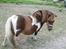 Lady - tidligere pony :) 