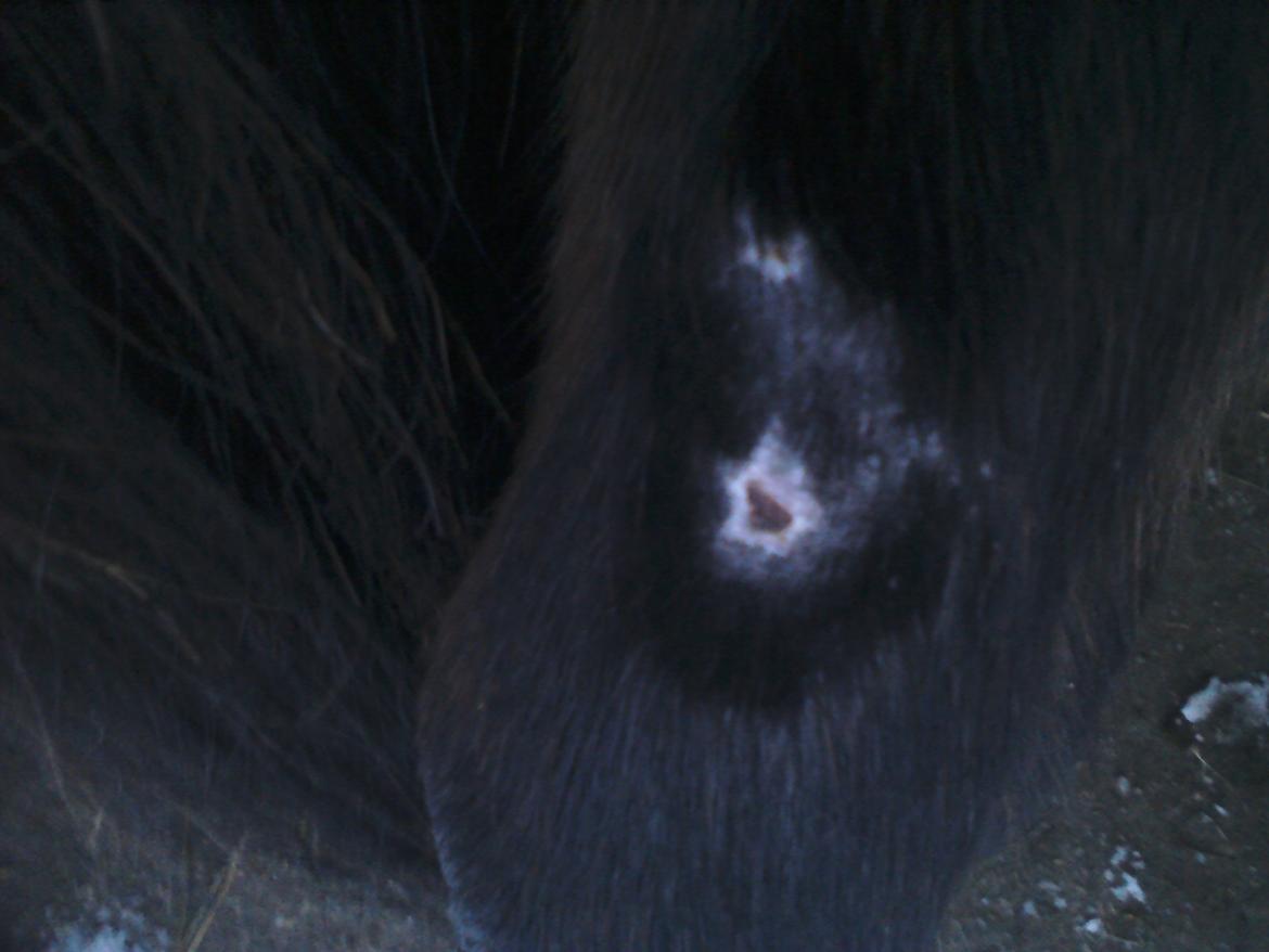 Vores billedebog. - Kalibers sår, som er kommet pga. BOT Gamacherne på hans hase. Æv )-: billede 74