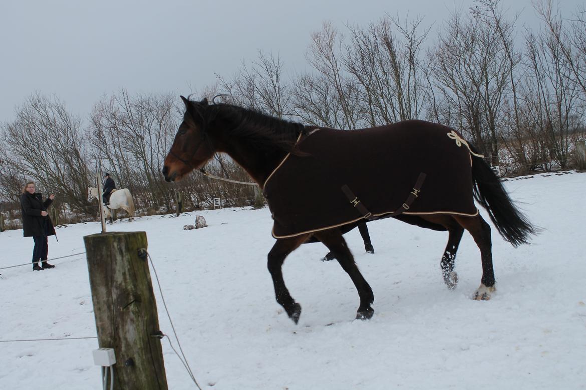 Vores billedebog. - Traaav arbejde i longen (-: billede 75