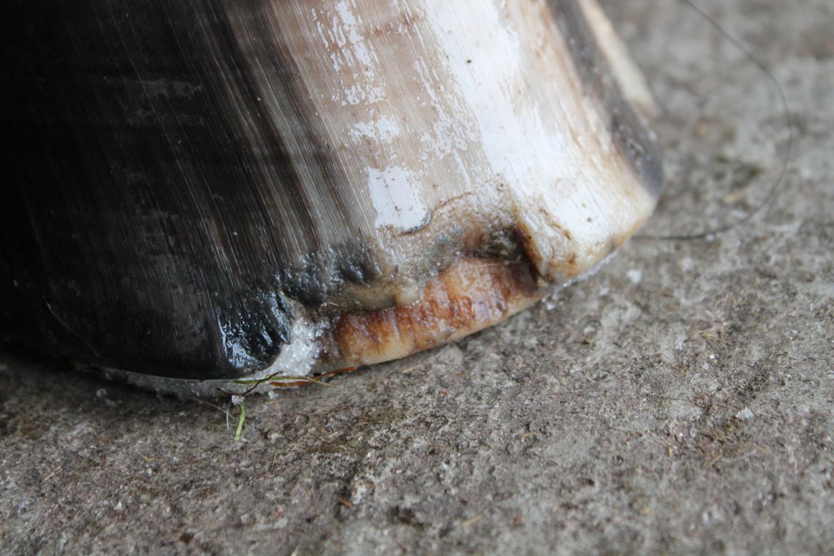 Vores billedebog. - Kalibers hov, hvor man kan se Shelly Feet'en. billede 76