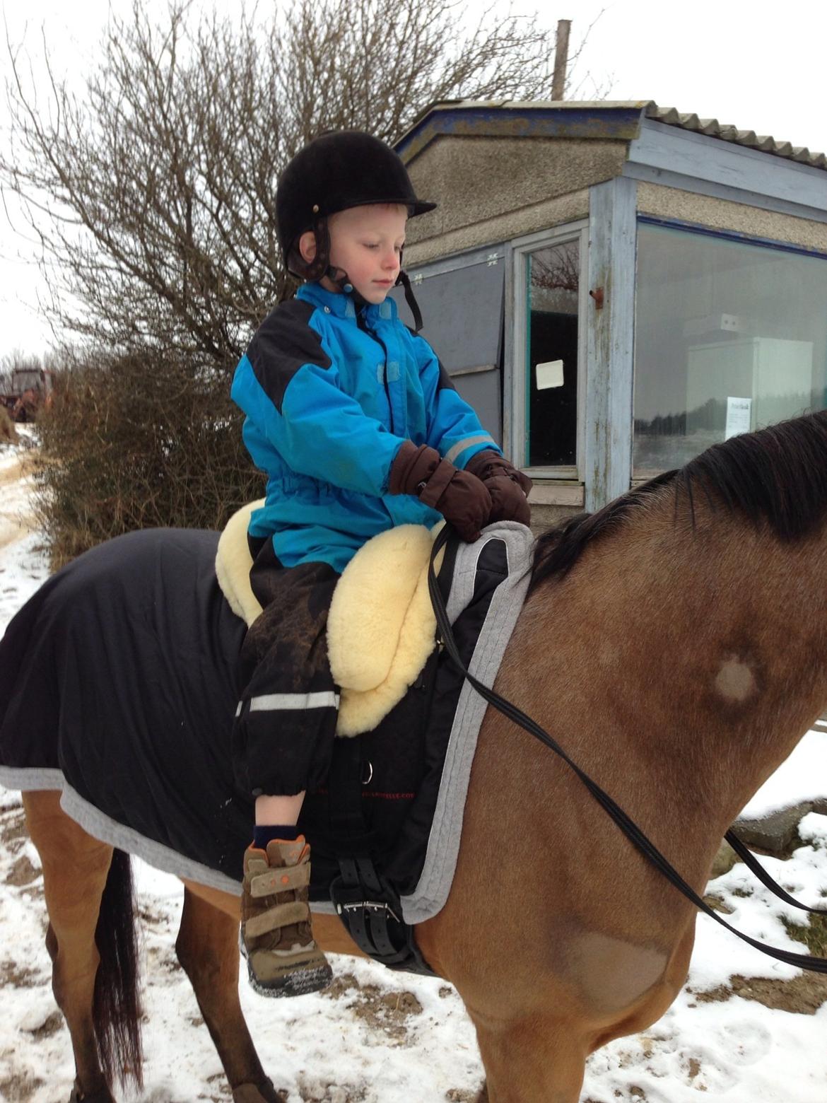 Anemone, nu som børnepony. billede 6