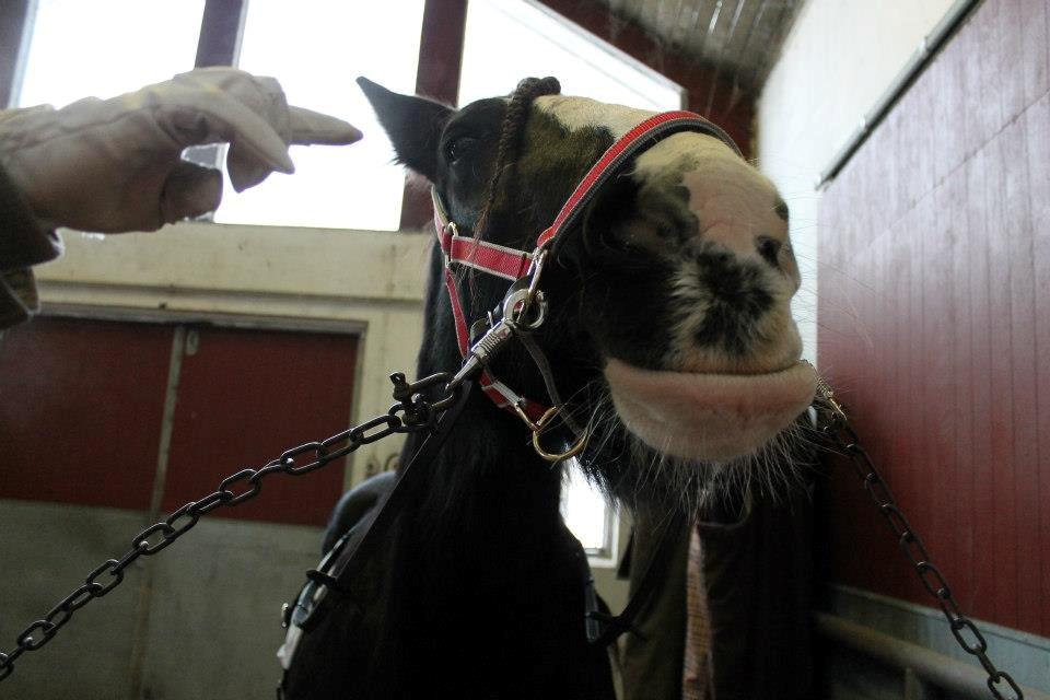 Ungarsk Post samt Kvadrilleridning billede 22