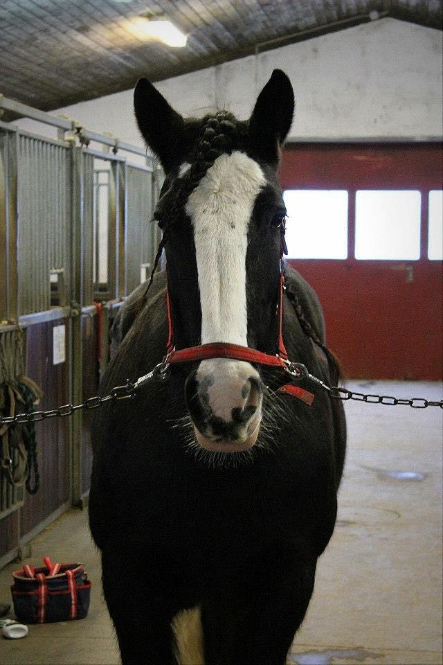 Ungarsk Post samt Kvadrilleridning billede 23