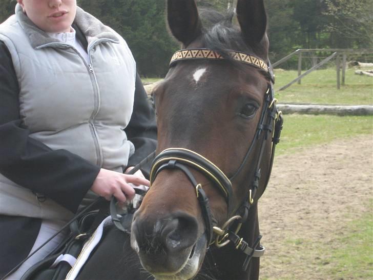 Klubstævne i Malling Rideklub billede 2