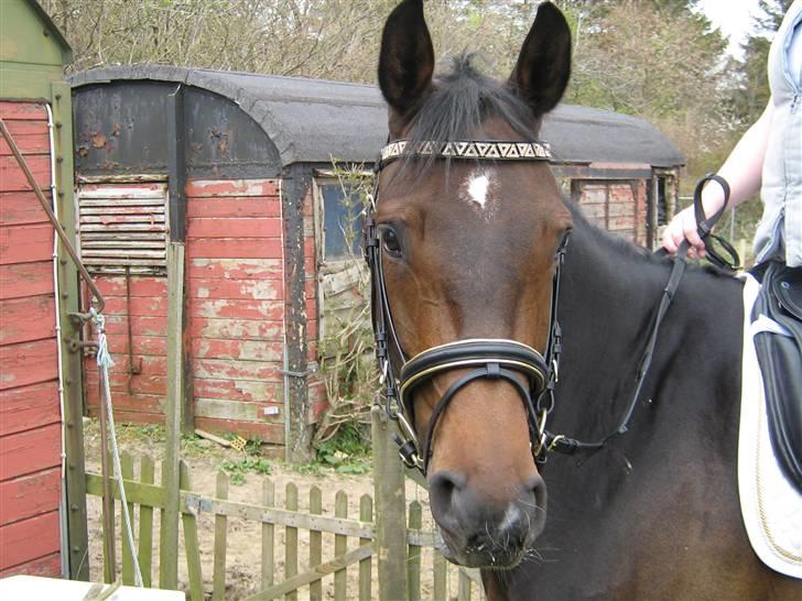 Klubstævne i Malling Rideklub billede 7