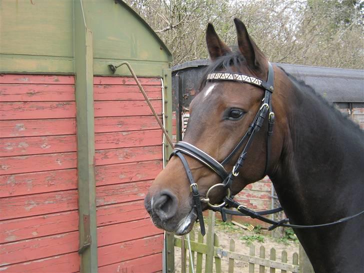 Klubstævne i Malling Rideklub billede 8