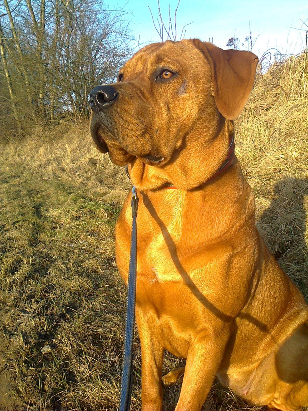 Broholmer 1 år gammel billede 1