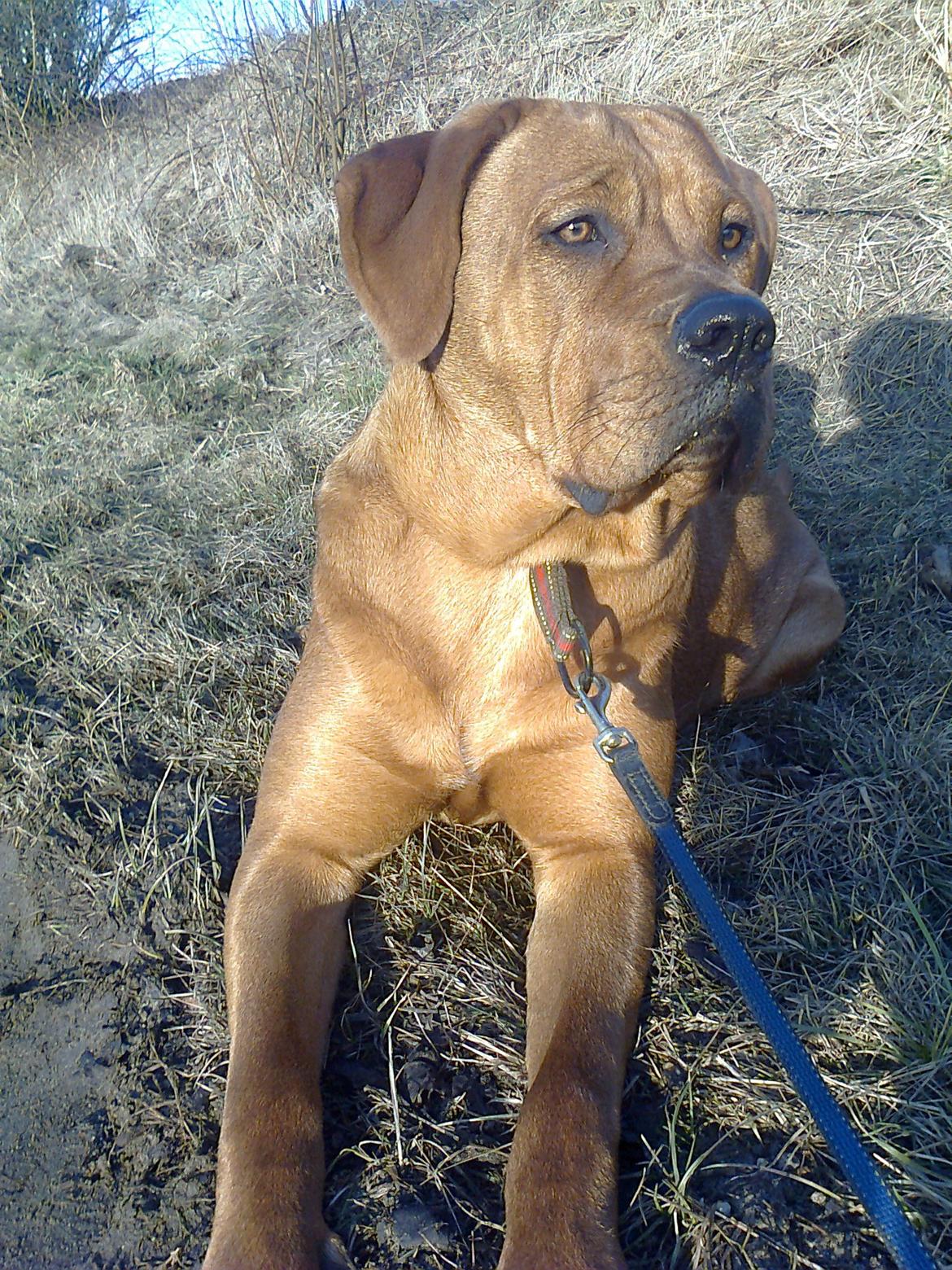 Broholmer 1 år gammel billede 2