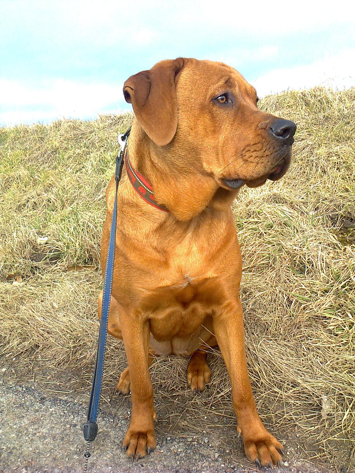 Broholmer 1 år gammel billede 3