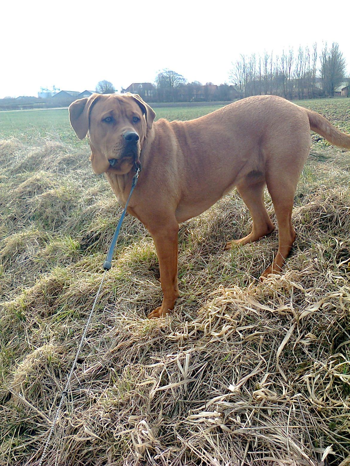 Broholmer 1 år gammel billede 4