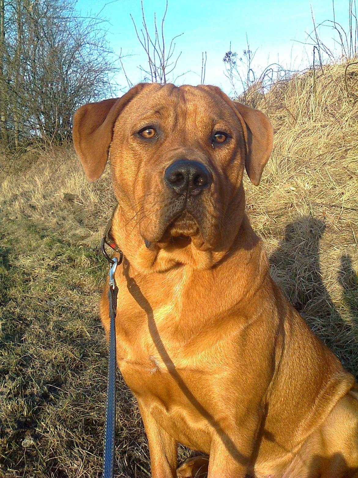 Broholmer 1 år gammel billede 5