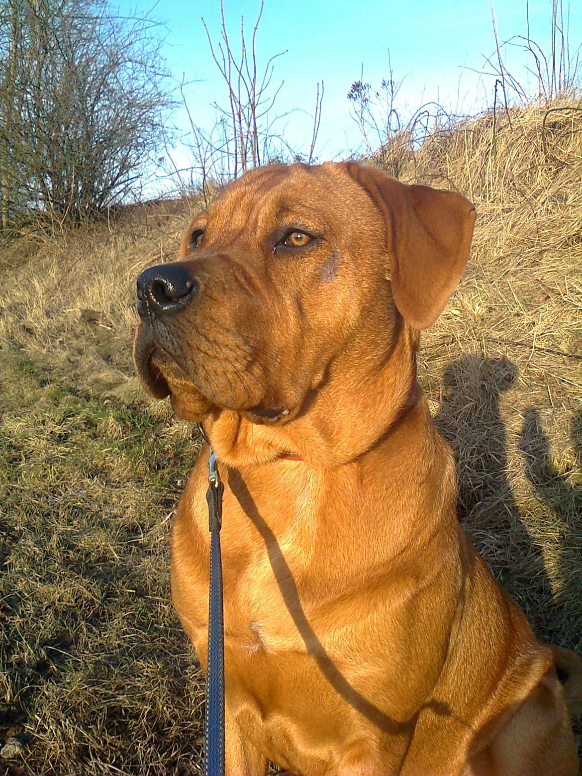 Broholmer 1 år gammel billede 6