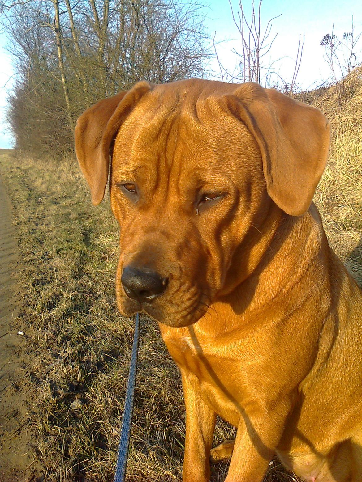 Broholmer 1 år gammel billede 7