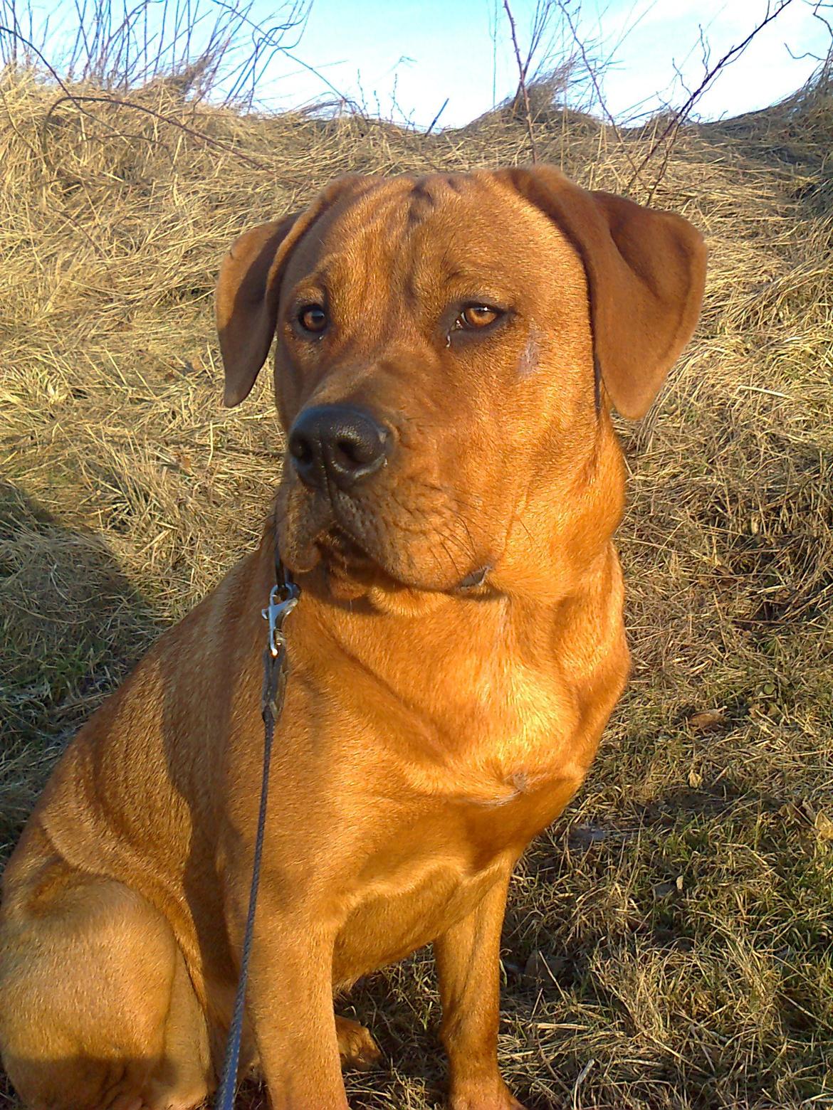 Broholmer 1 år gammel billede 8