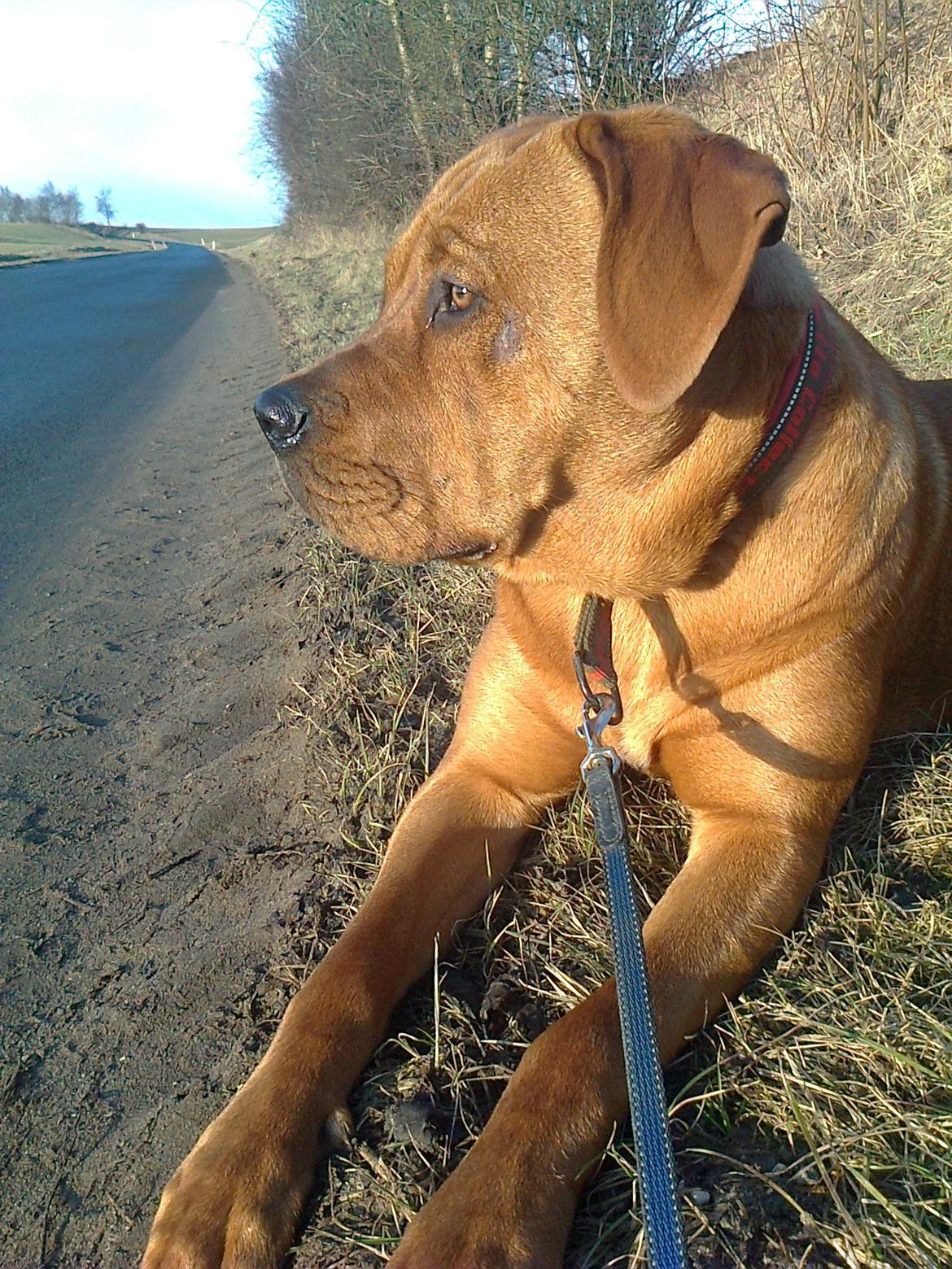 Broholmer 1 år gammel billede 9