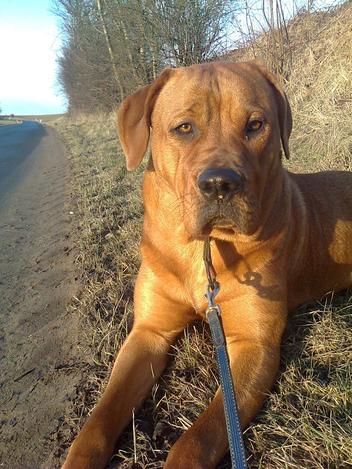 Broholmer 1 år gammel billede 10