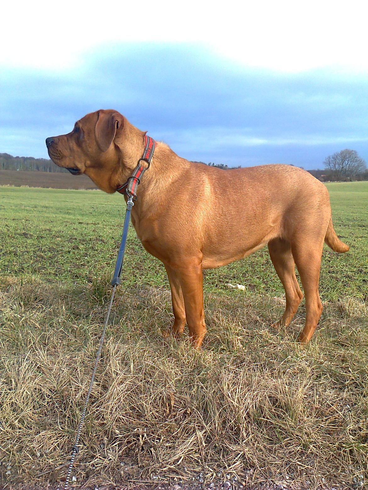 Broholmer 1 år gammel billede 11
