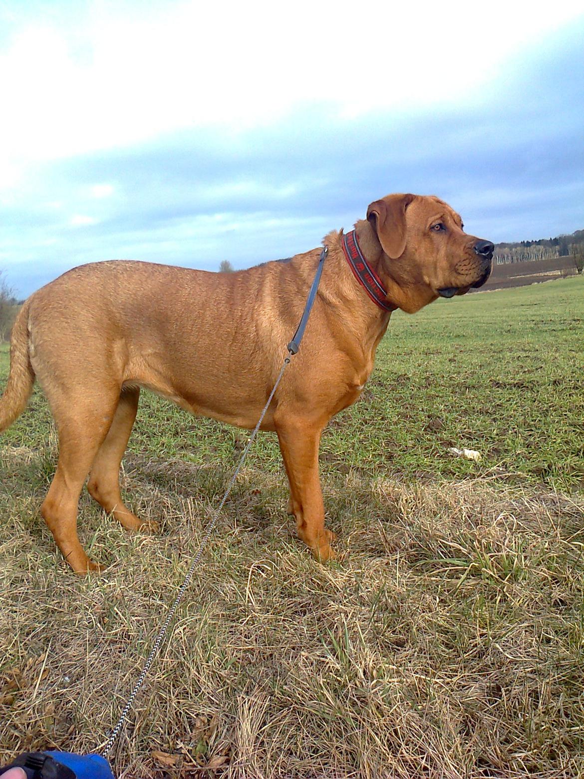 Broholmer 1 år gammel billede 12