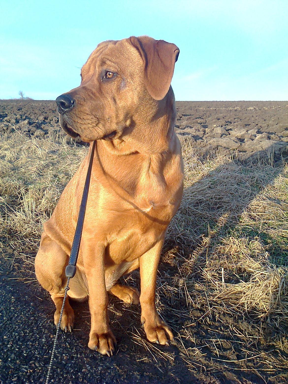 Broholmer 1 år gammel billede 13