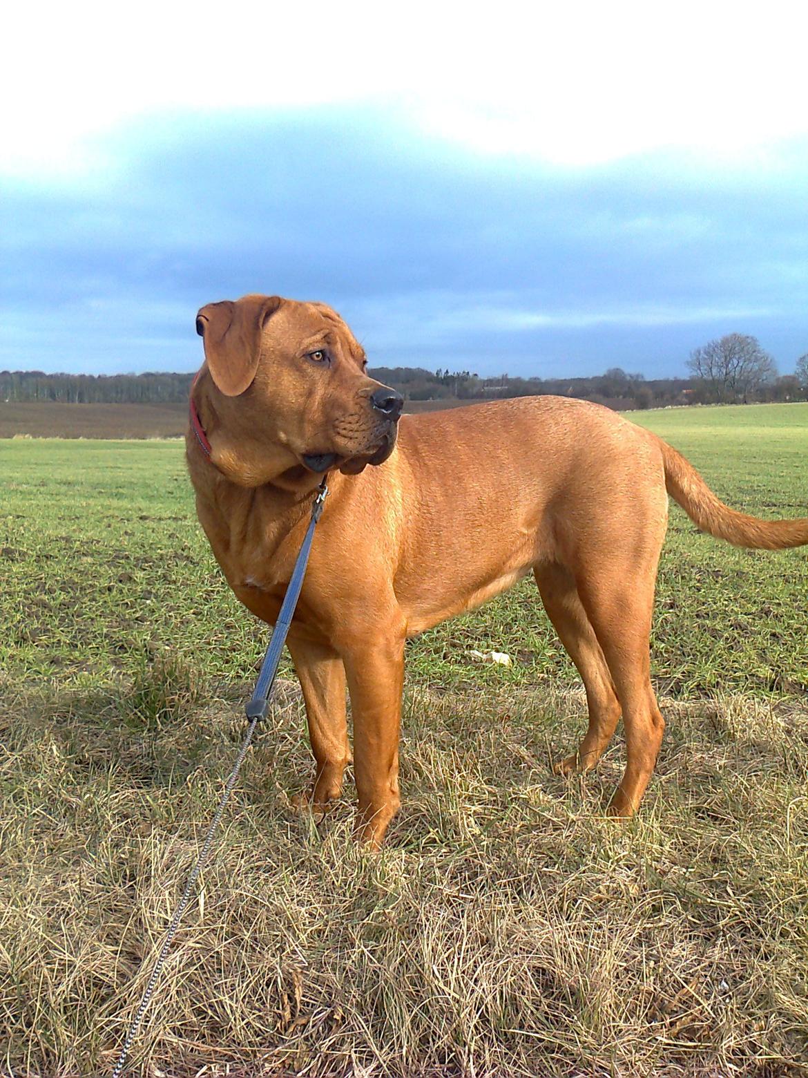 Broholmer 1 år gammel billede 14