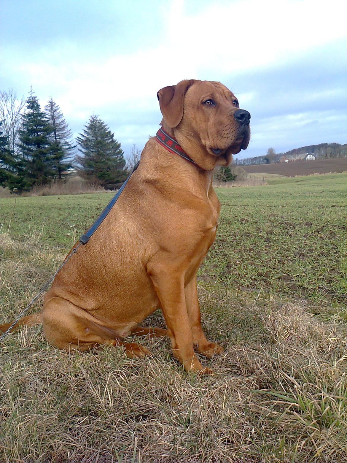Broholmer 1 år gammel billede 15