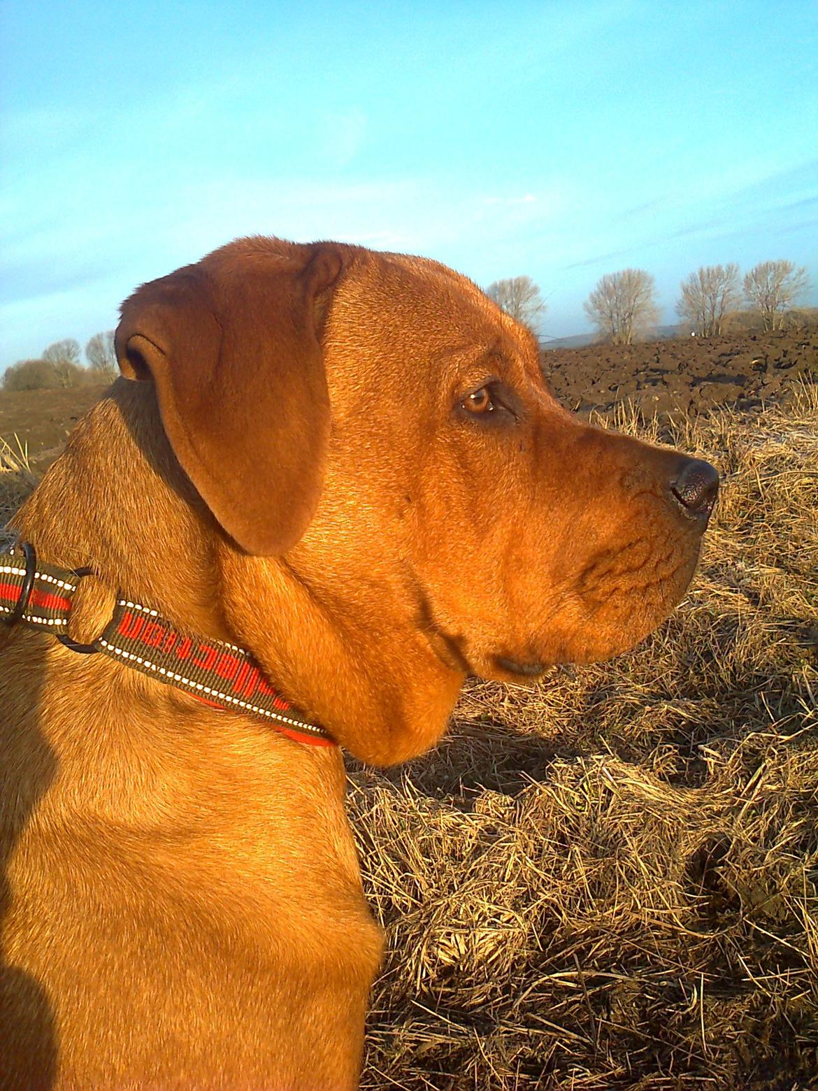 Broholmer 1 år gammel billede 16