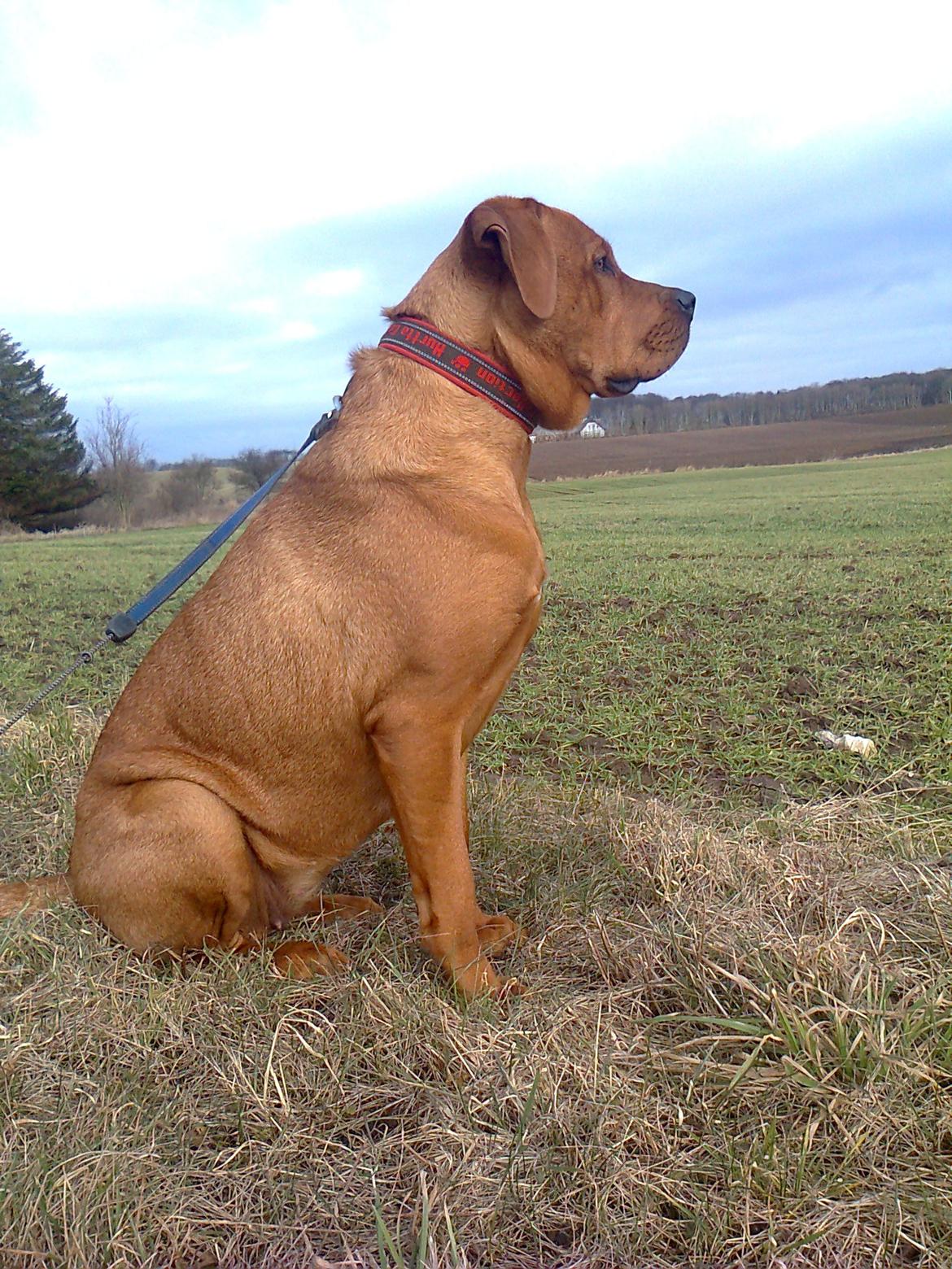 Broholmer 1 år gammel billede 17