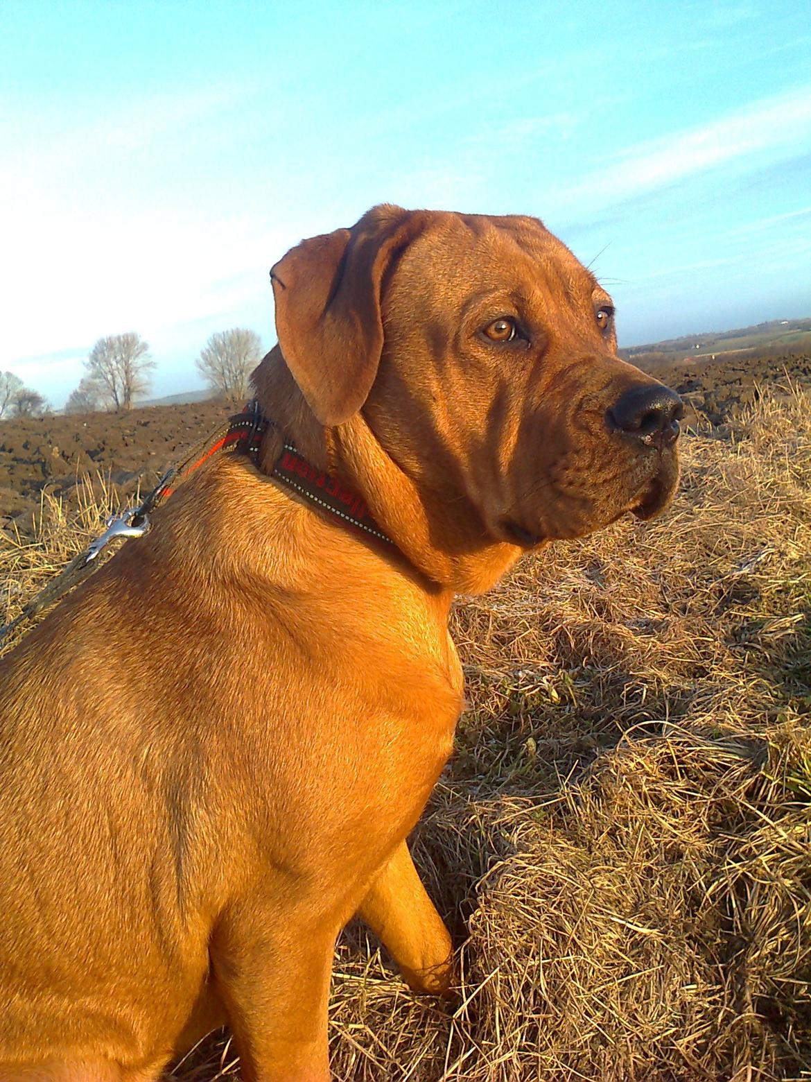 Broholmer 1 år gammel billede 18
