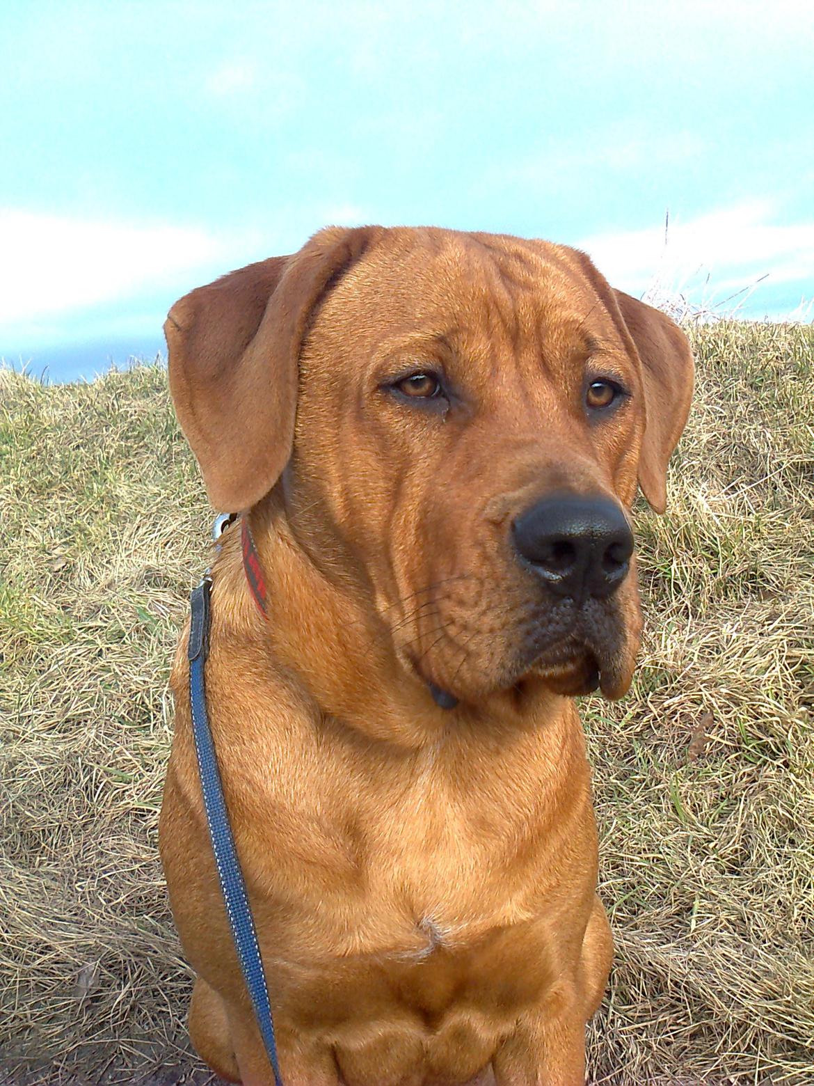 Broholmer 1 år gammel billede 19