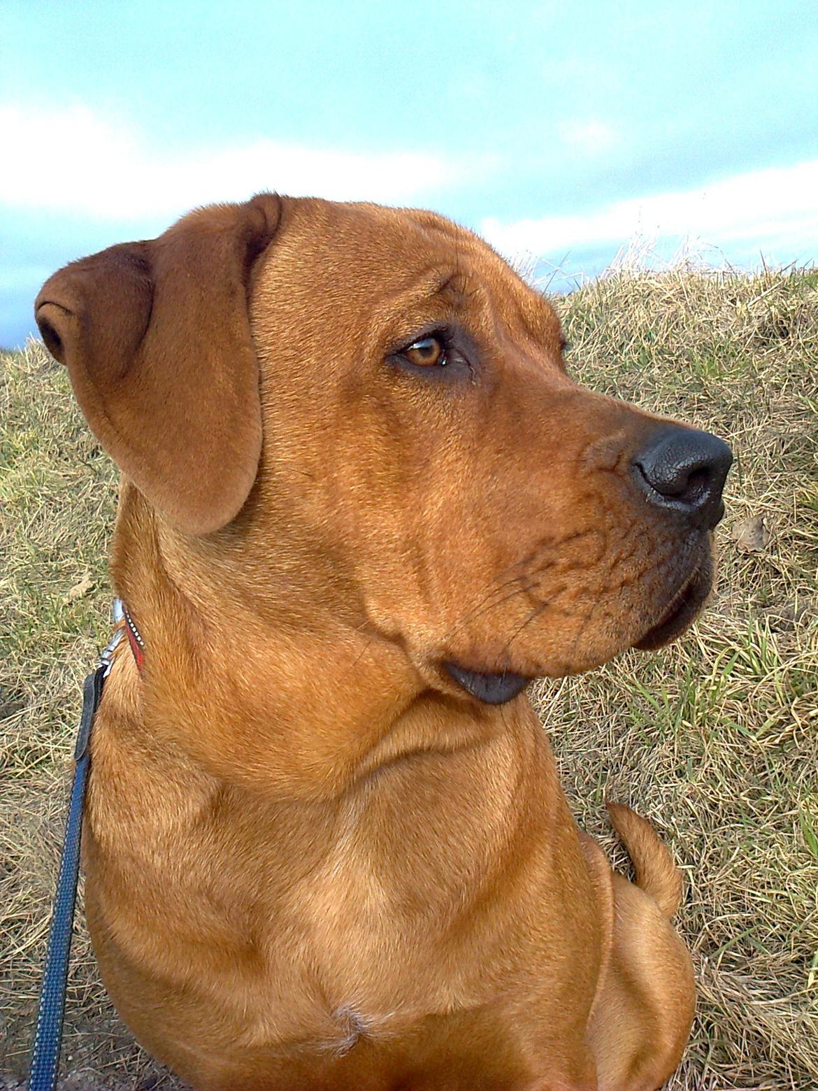 Broholmer 1 år gammel billede 20