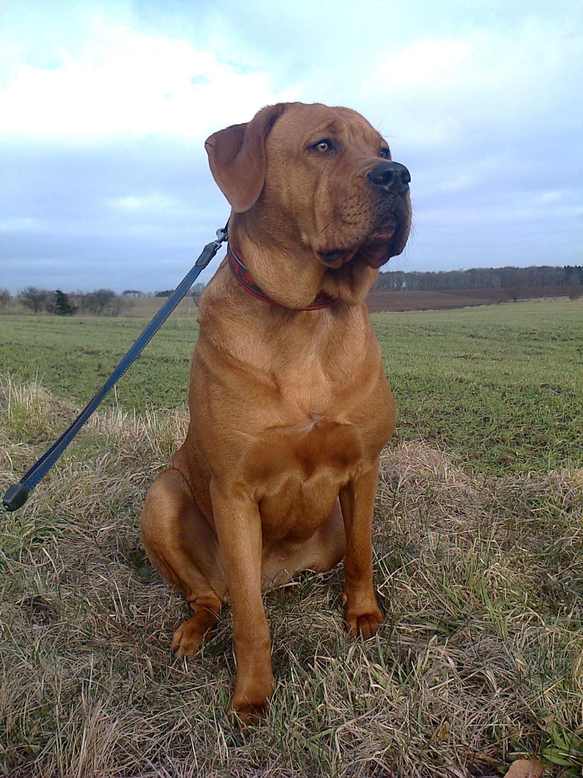 Broholmer 1 år gammel billede 21