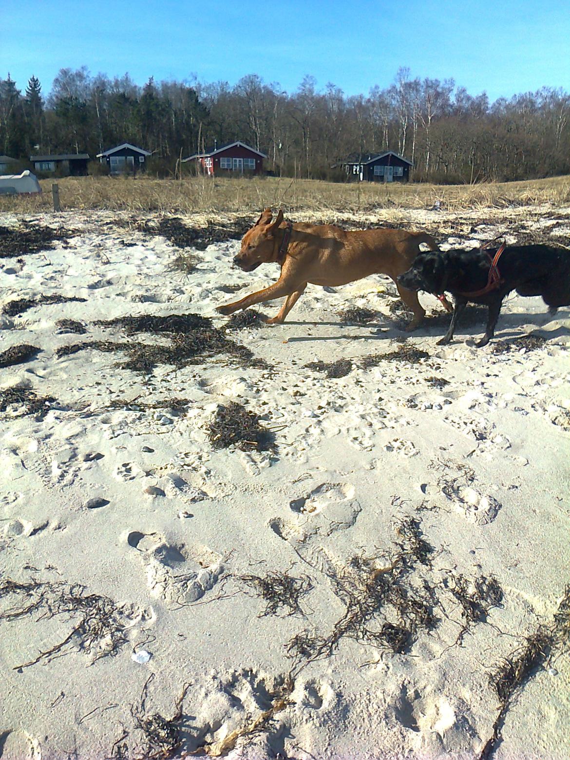 Broholmer 1 år gammel billede 22