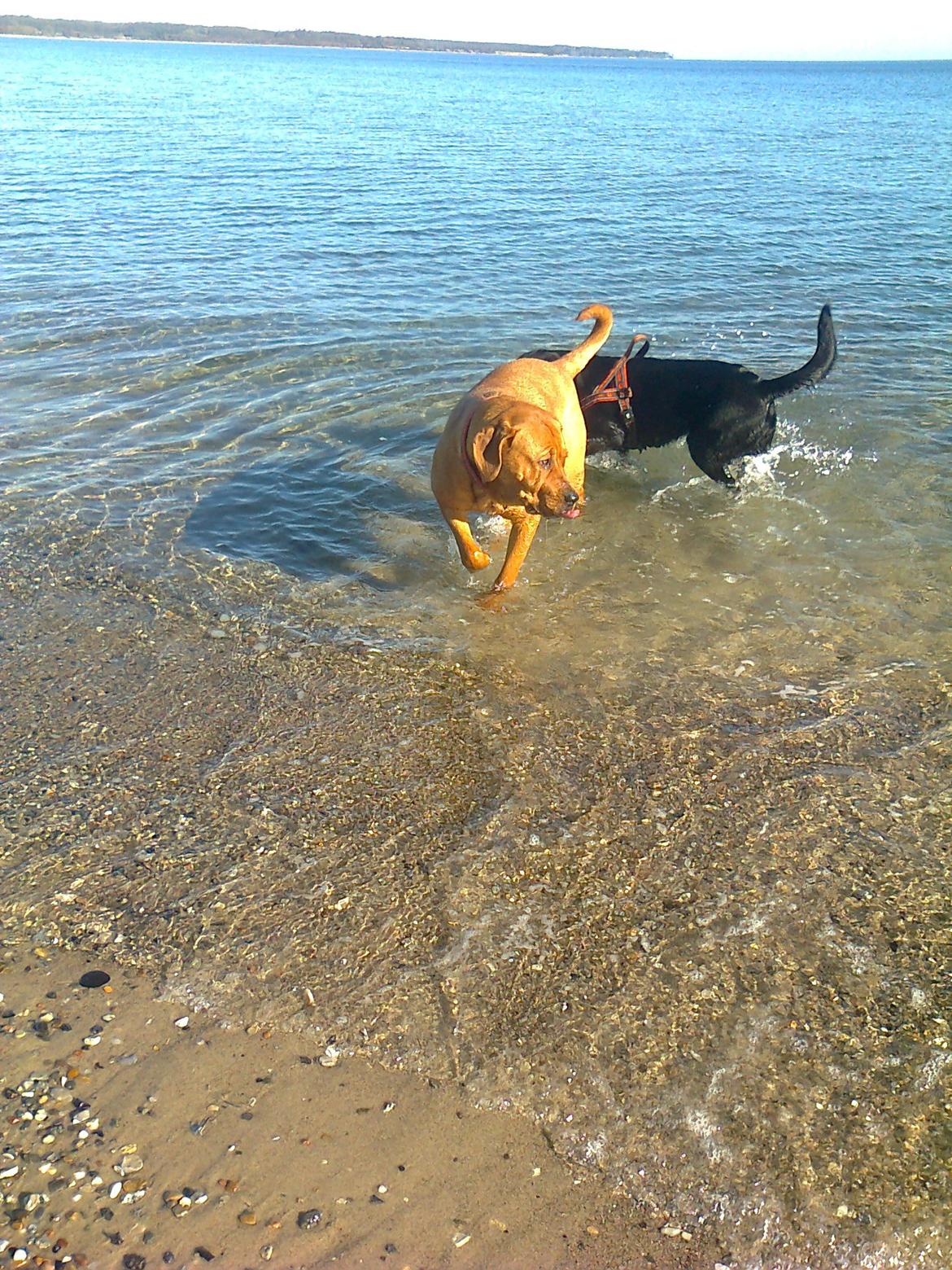 Broholmer 1 år gammel billede 23