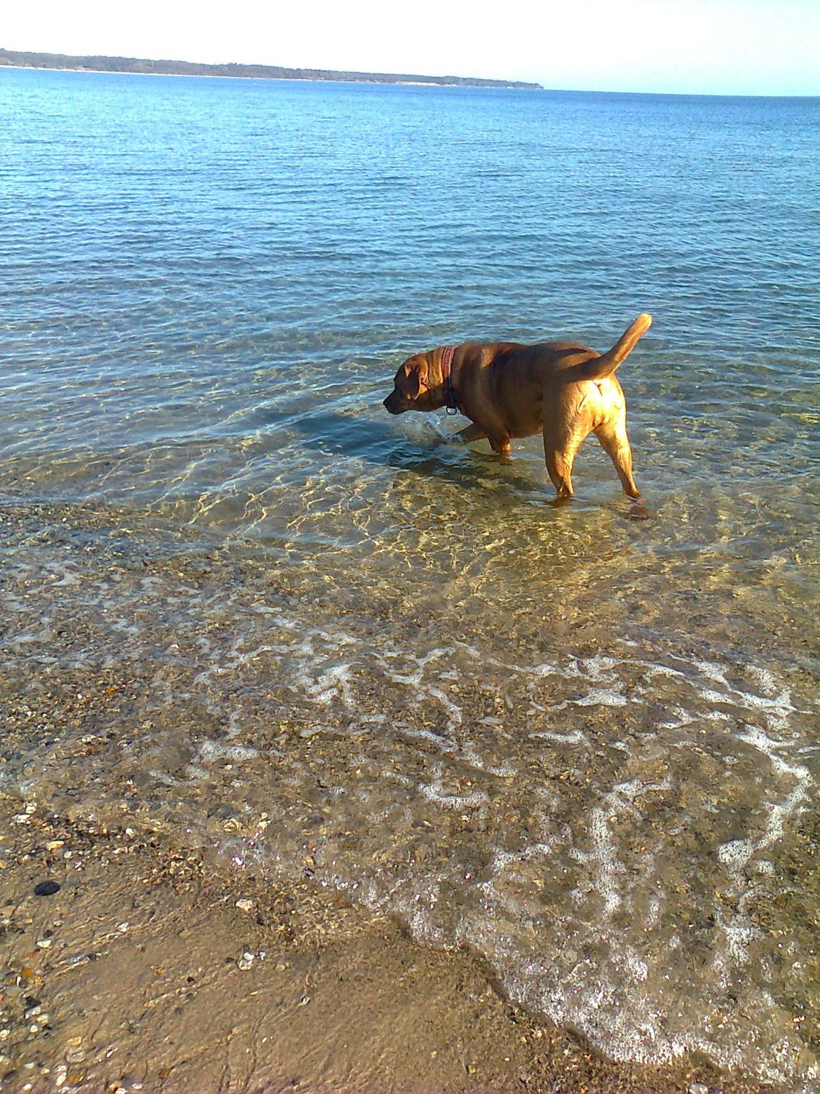 Broholmer 1 år gammel billede 24