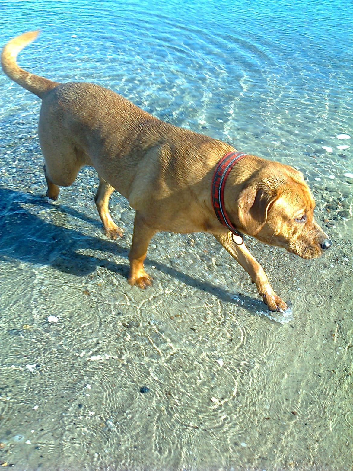 Broholmer 1 år gammel billede 25