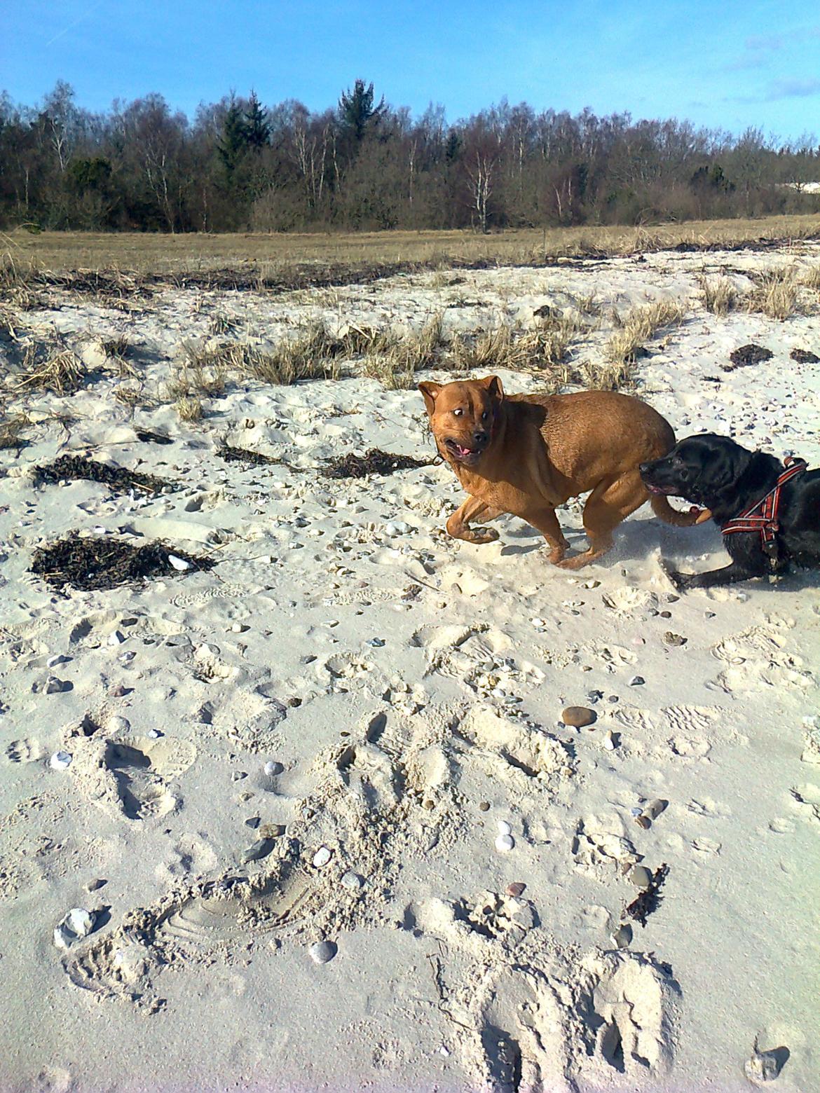 Broholmer 1 år gammel billede 26