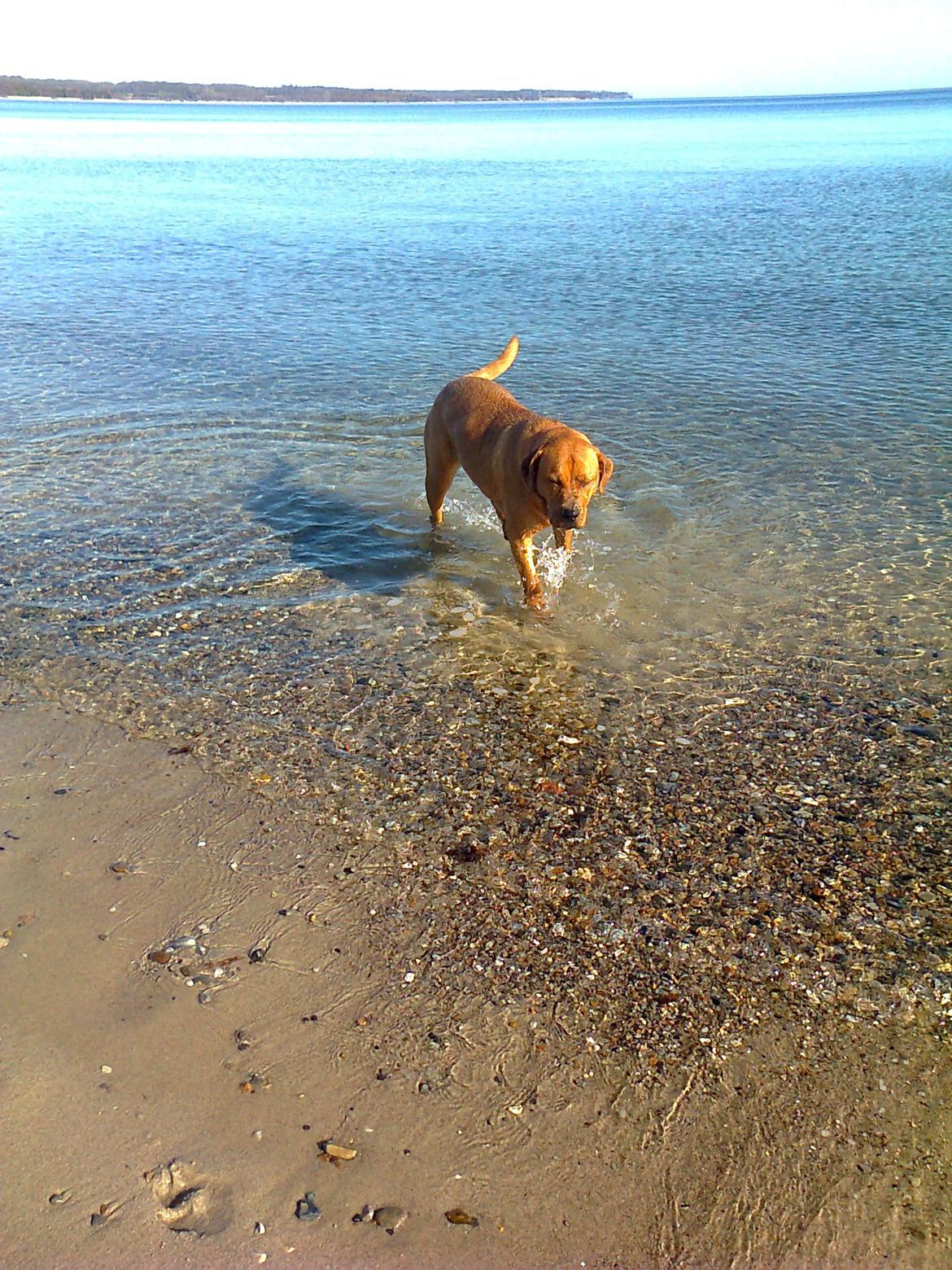 Broholmer 1 år gammel billede 27