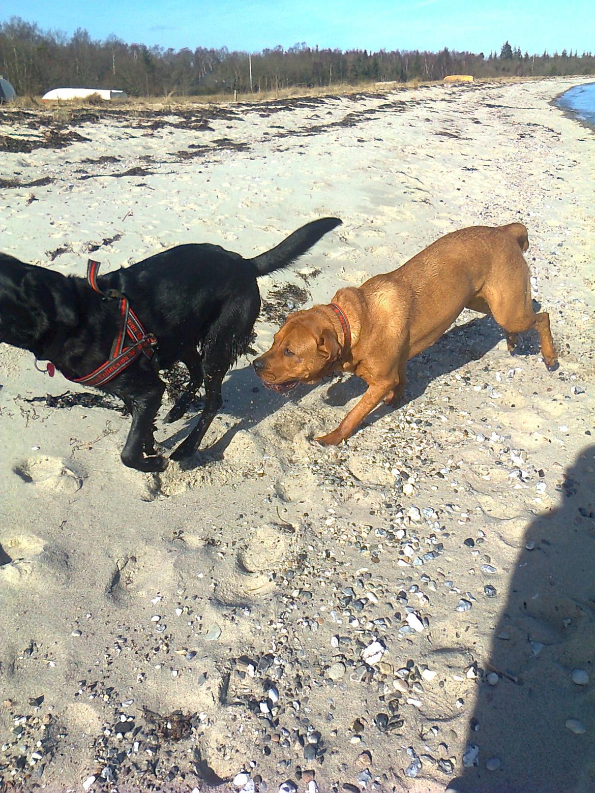 Broholmer 1 år gammel billede 28