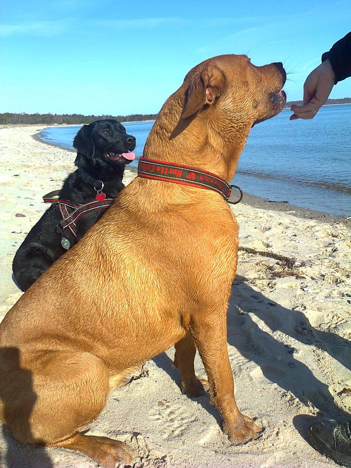 Broholmer 1 år gammel billede 29