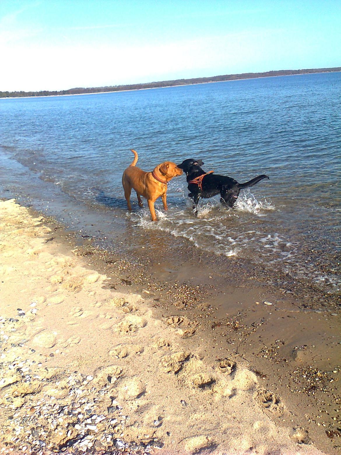 Broholmer 1 år gammel billede 30