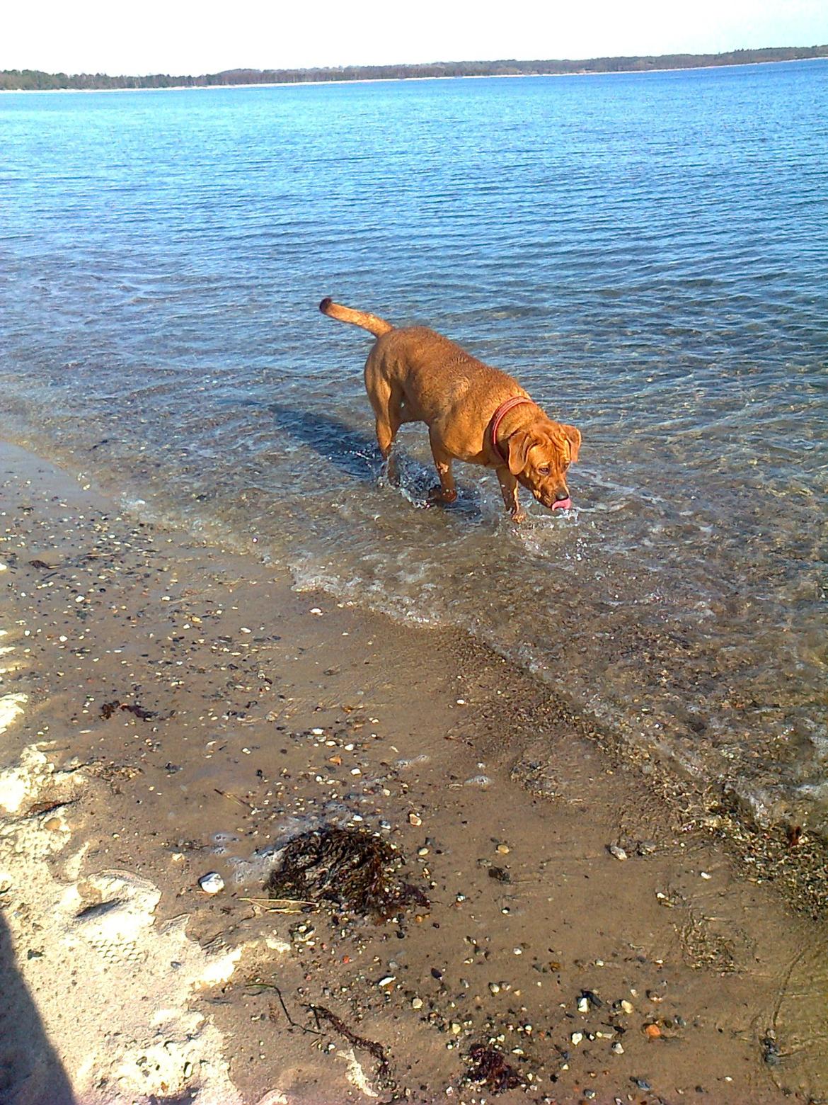 Broholmer 1 år gammel billede 31