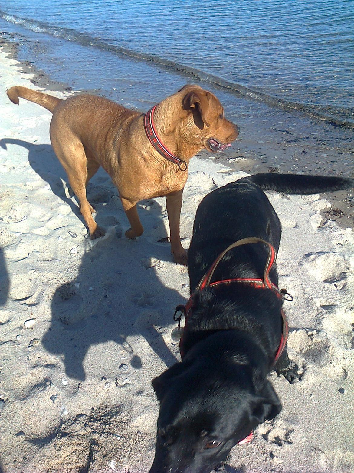 Broholmer 1 år gammel billede 32