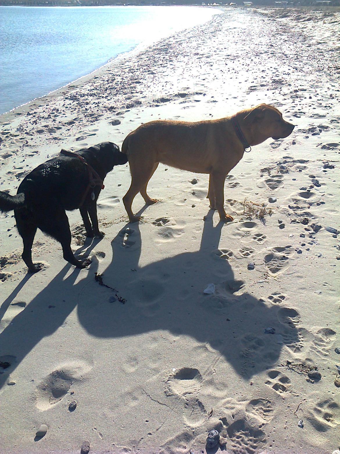 Broholmer 1 år gammel billede 33
