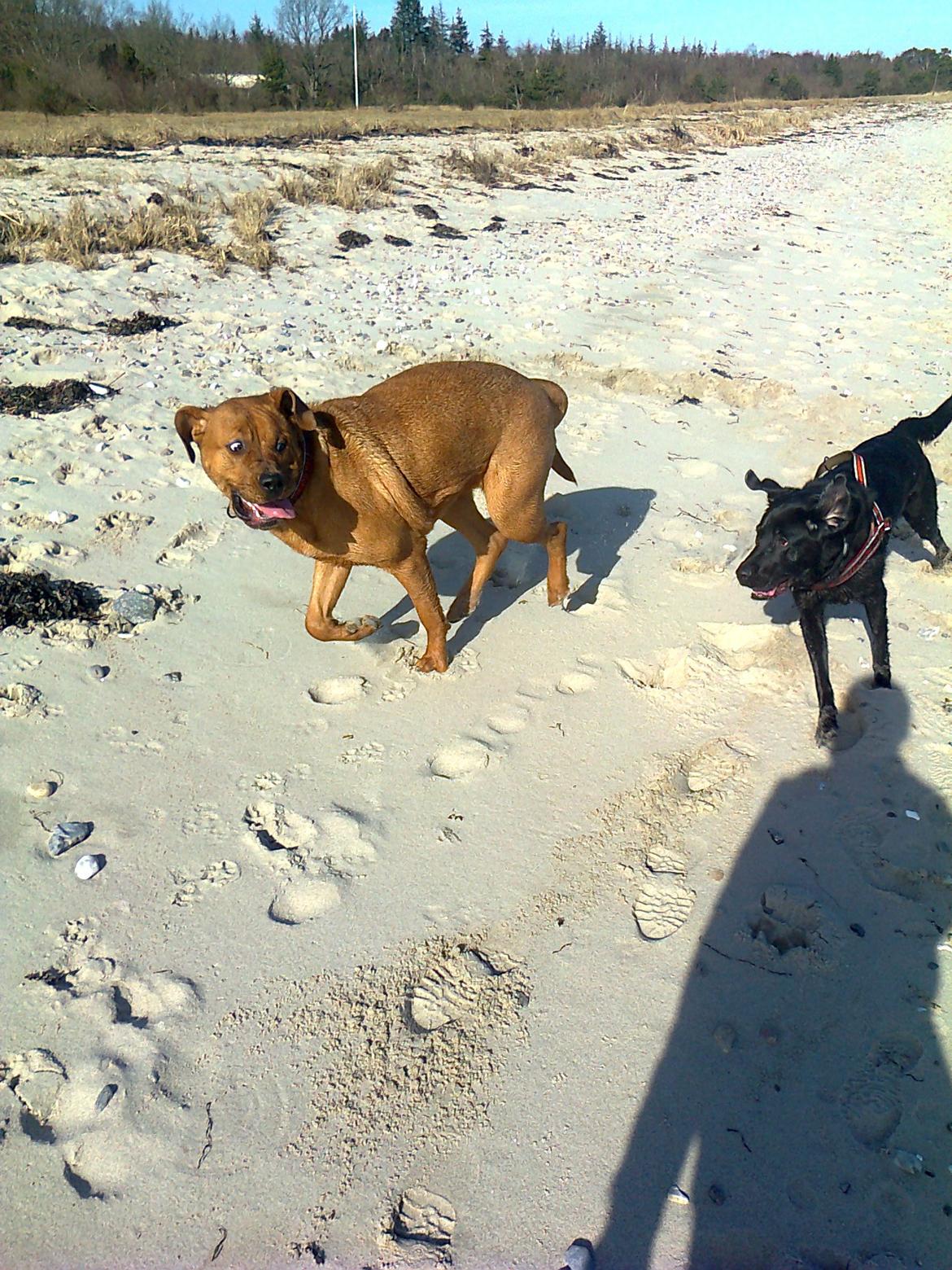 Broholmer 1 år gammel billede 34