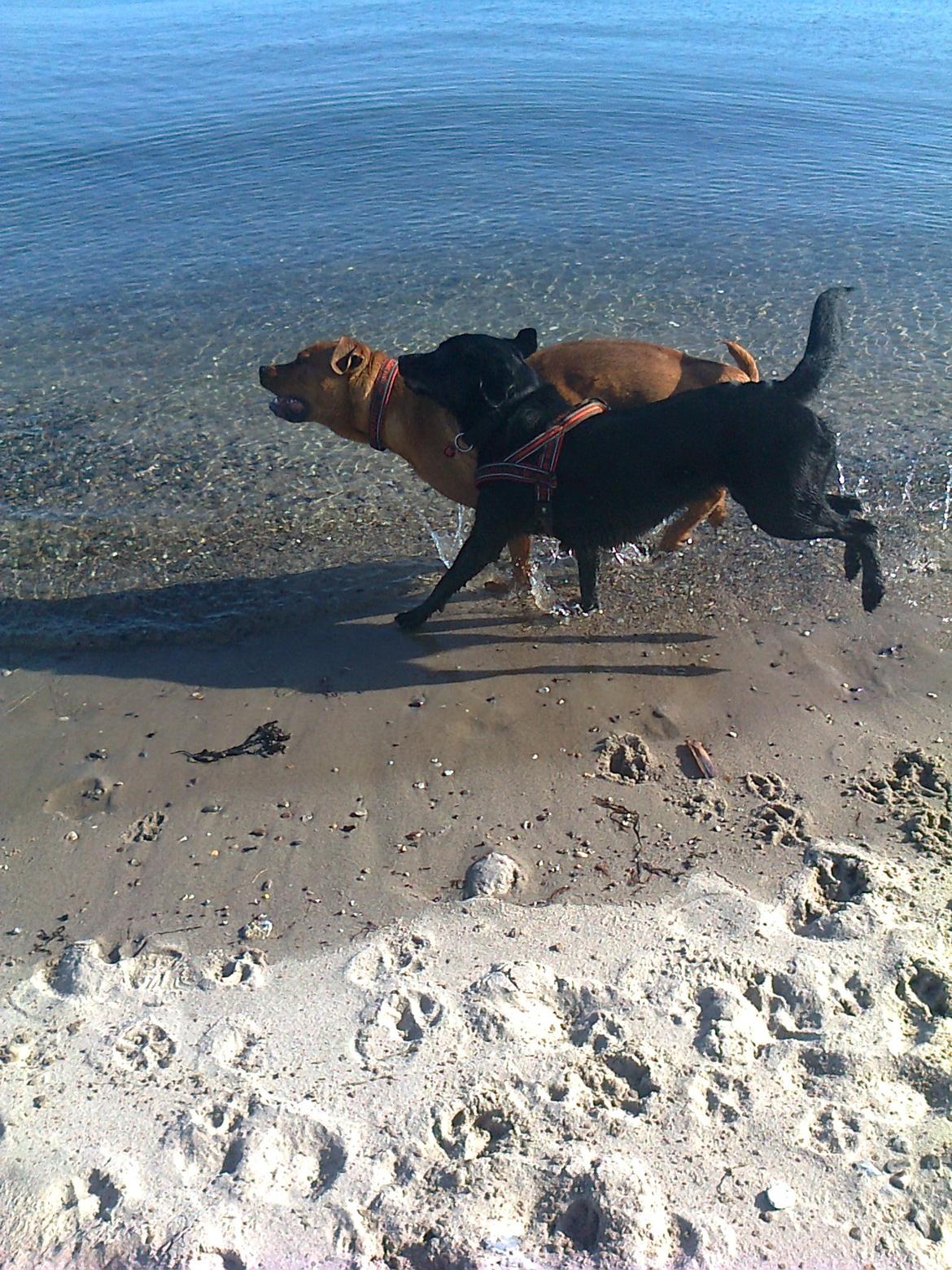 Broholmer 1 år gammel billede 35