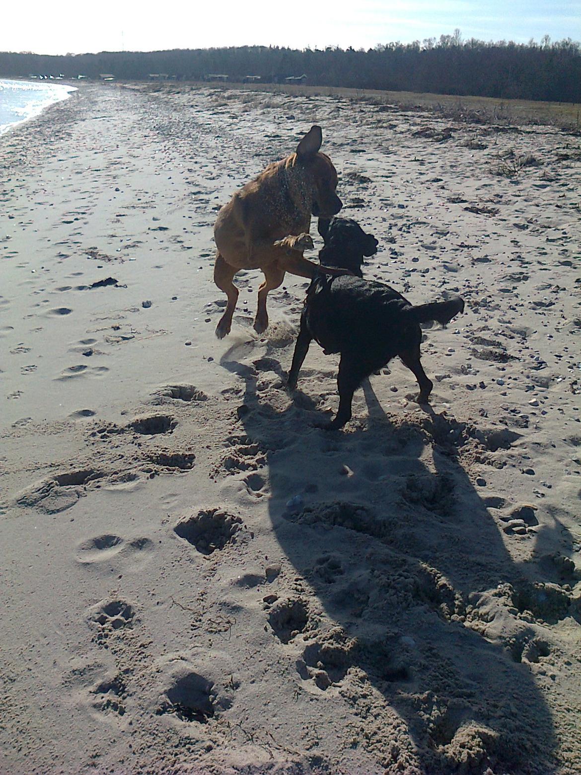 Broholmer 1 år gammel billede 36