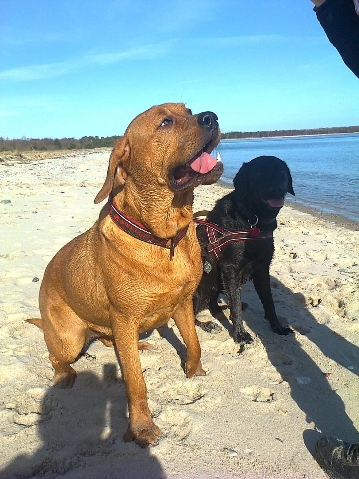 Broholmer 1 år gammel billede 37