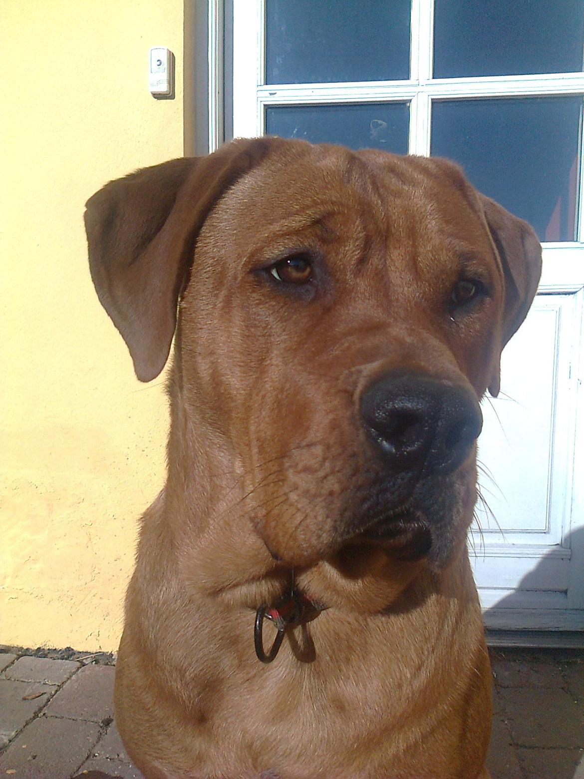 Broholmer 1 år gammel billede 38