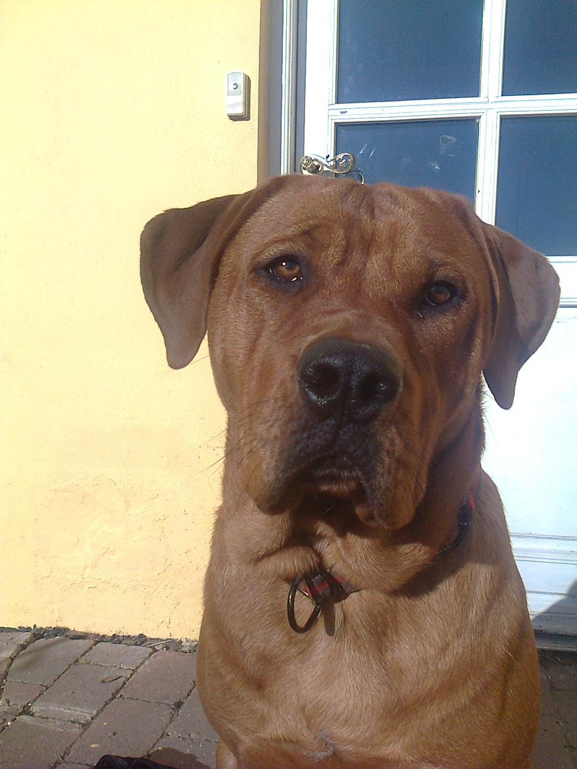 Broholmer 1 år gammel billede 39